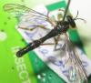 Dioctria linearis